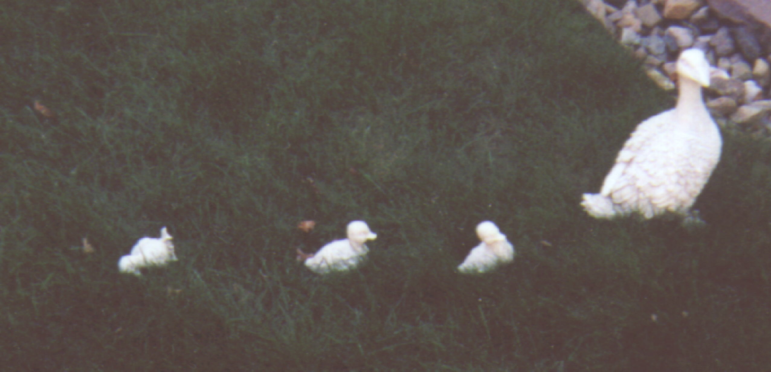 [ Quack ]